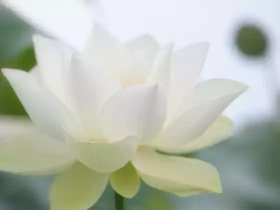 33 মিনিটের জন্য দূরবর্তী রেকি নিরাময়