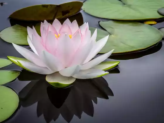 Reiki Level 2 Q&A