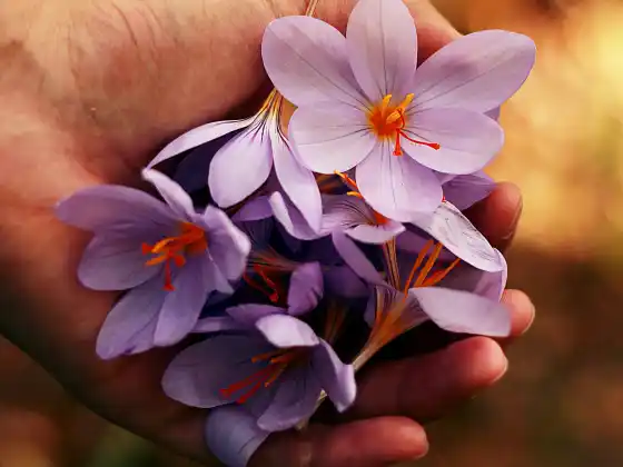 Reiki Niveau 1